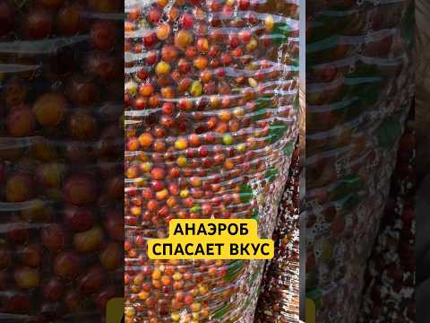 Обложка видео «Как бактерии делают кофе вкусным?»